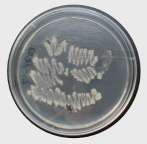 Petrischale mit Tergitol-Agar